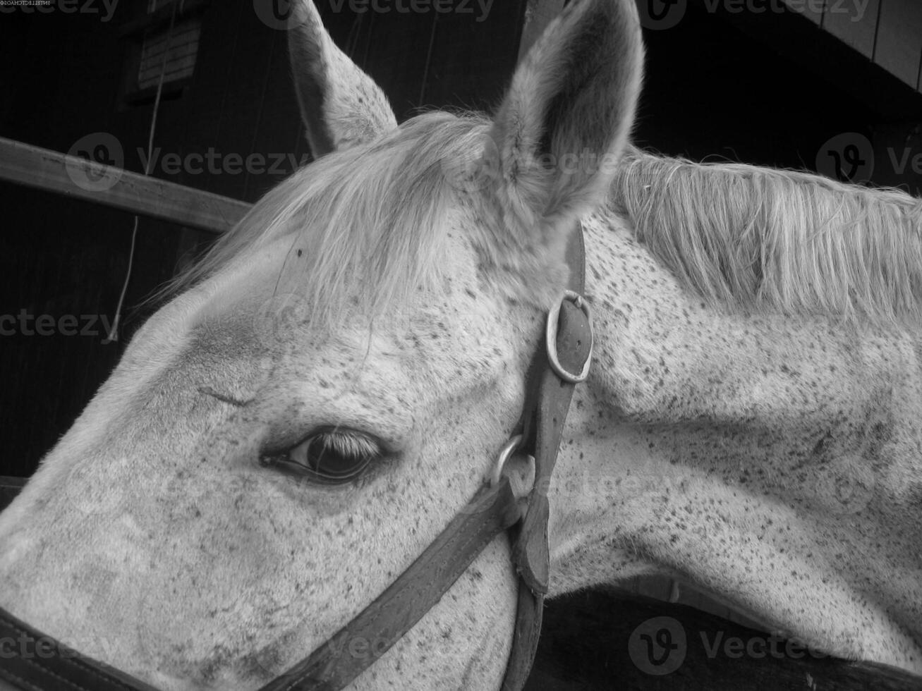 Gorgeous horse at a farm close view. Black and white monochrome grayscale photo