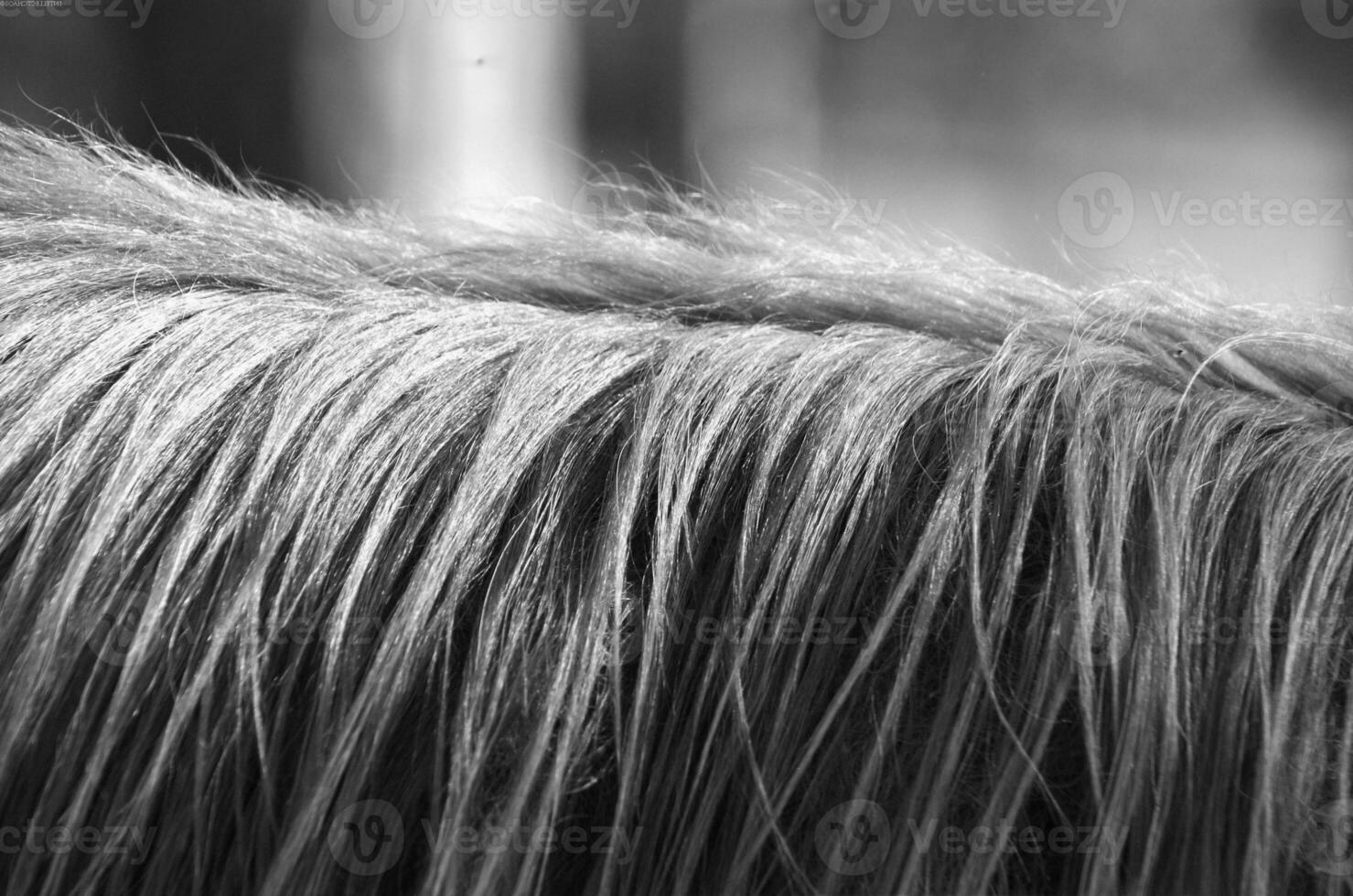 Gorgeous horse at a farm close view. Black and white monochrome grayscale photo