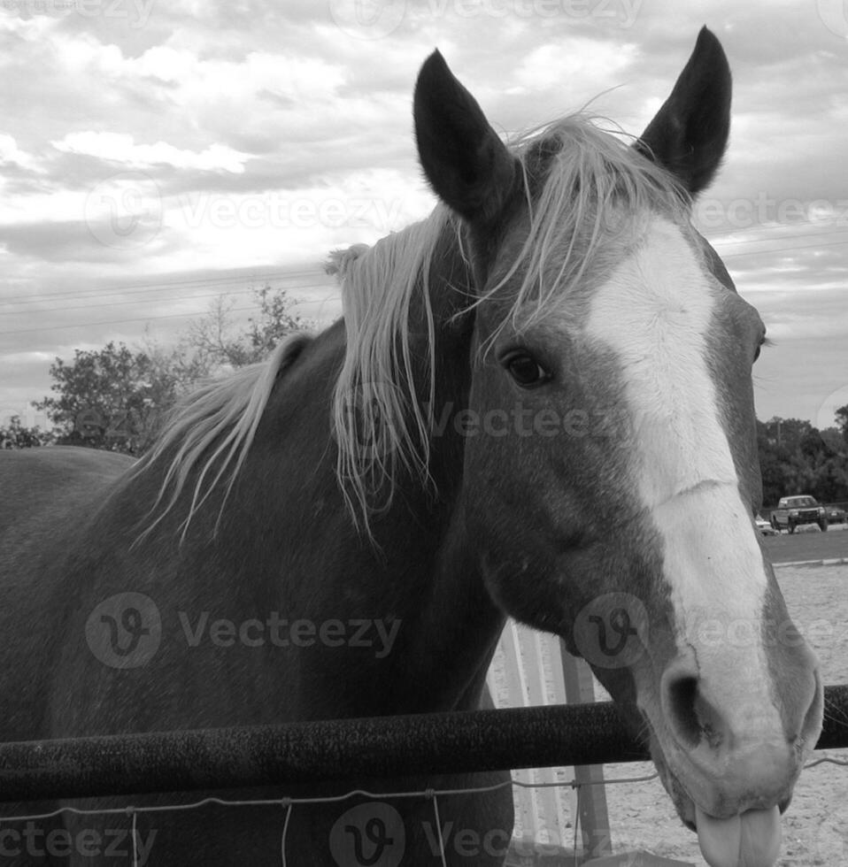 Gorgeous horse at a farm close view. Black and white monochrome grayscale photo