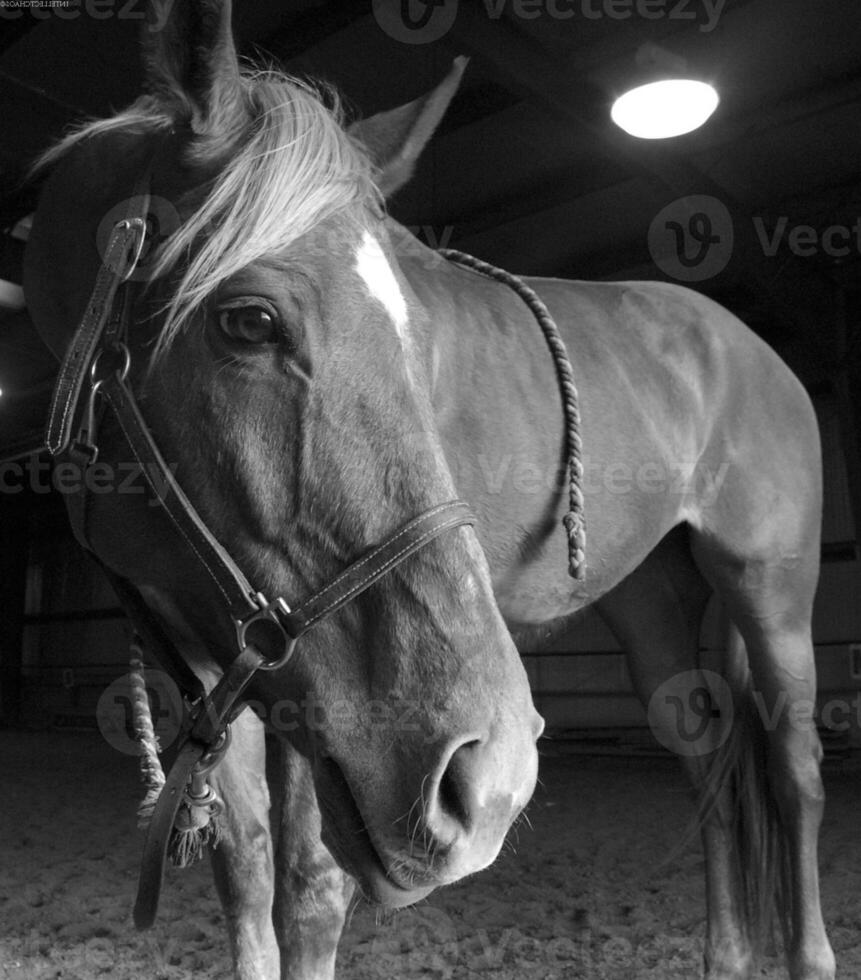 Gorgeous horse at a farm close view. Black and white monochrome grayscale photo