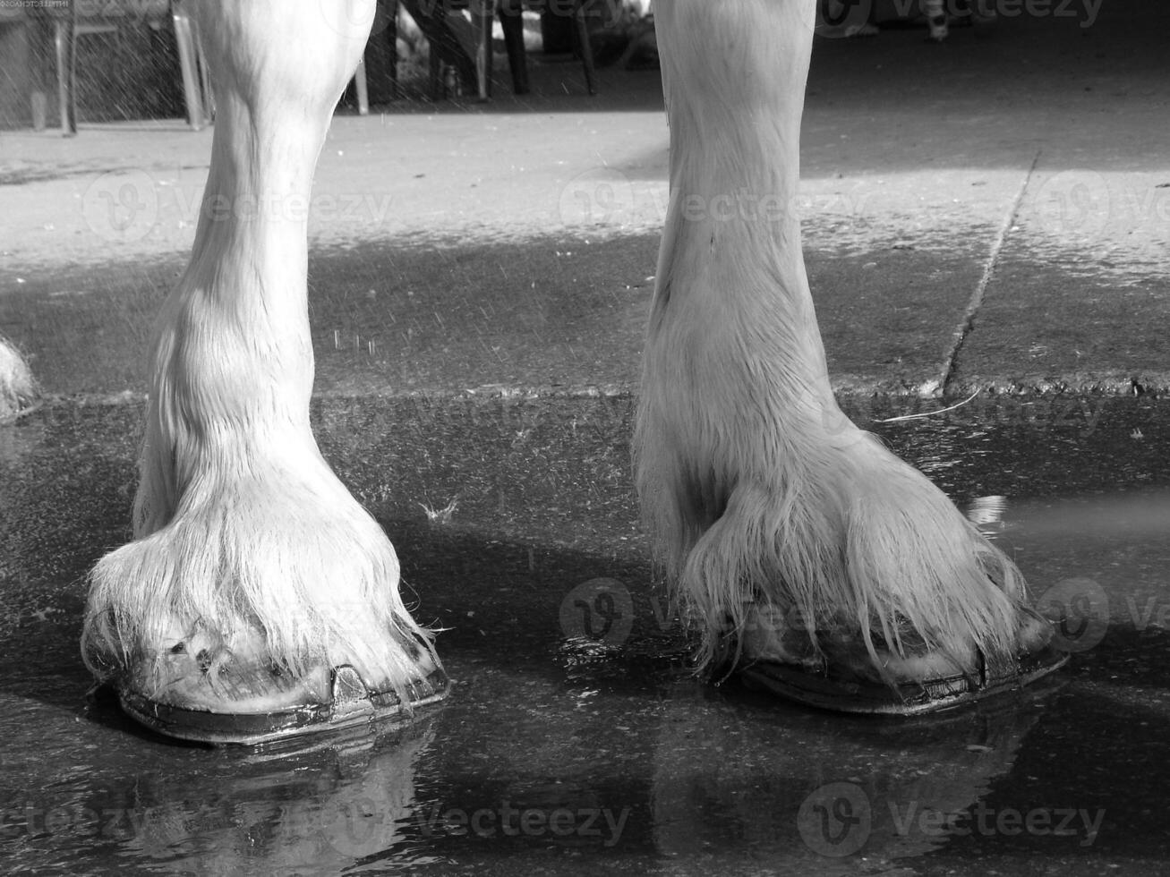 Gorgeous horse at a farm close view. Black and white monochrome grayscale photo
