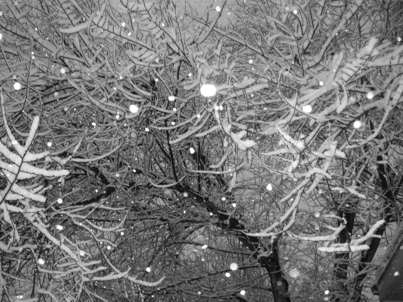 Winter Landscape With Snow Covered Trees photo
