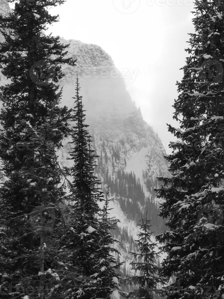Winter Landscape With Snow Covered Trees photo