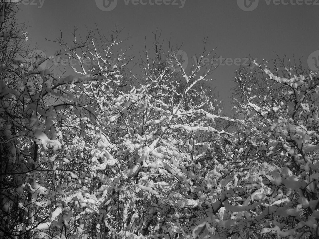 Winter Landscape With Snow Covered Trees photo