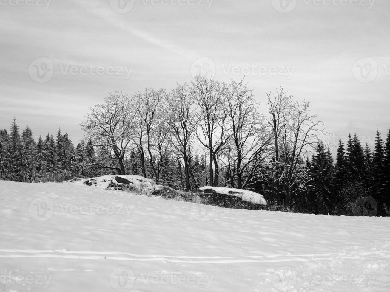Winter Landscape With Snow Covered Trees photo