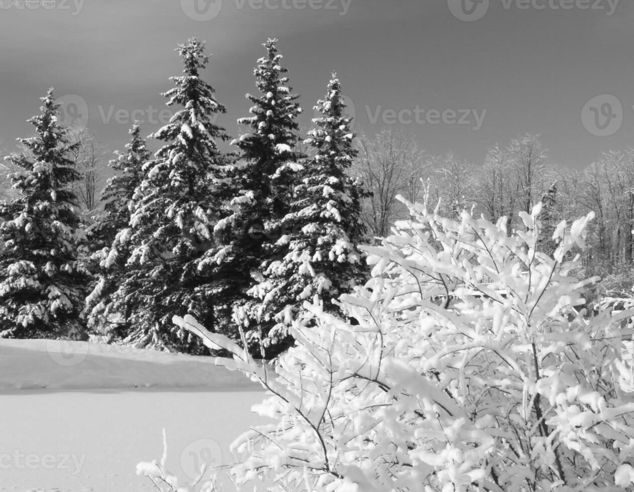 Winter Trees Covered With Snow Background photo