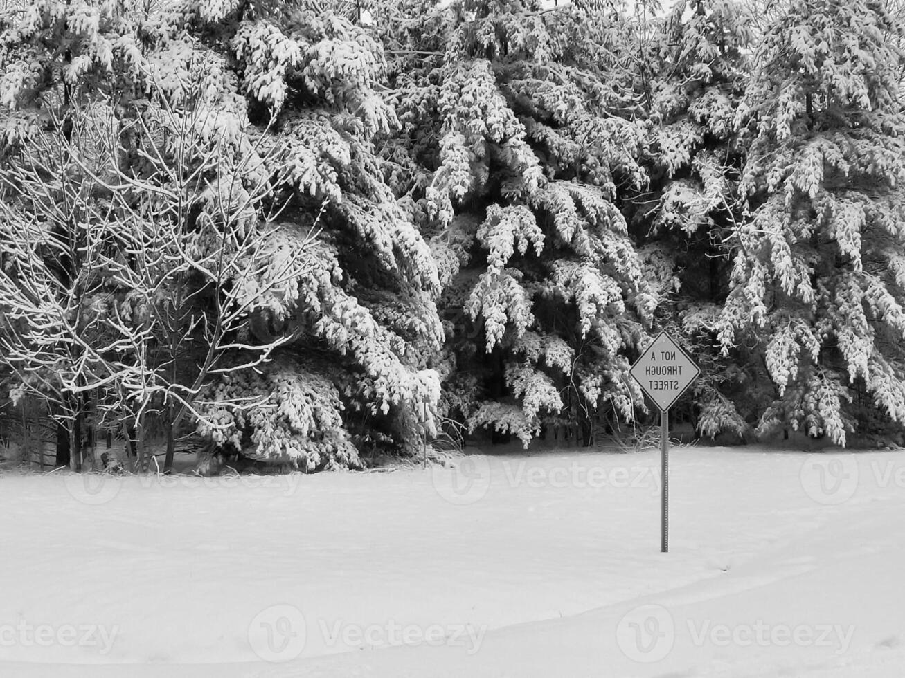 Winter Trees Covered With Snow Background photo