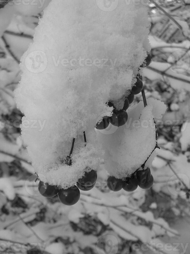 Winter Scene of Snow-Covered Branches with Fruit photo