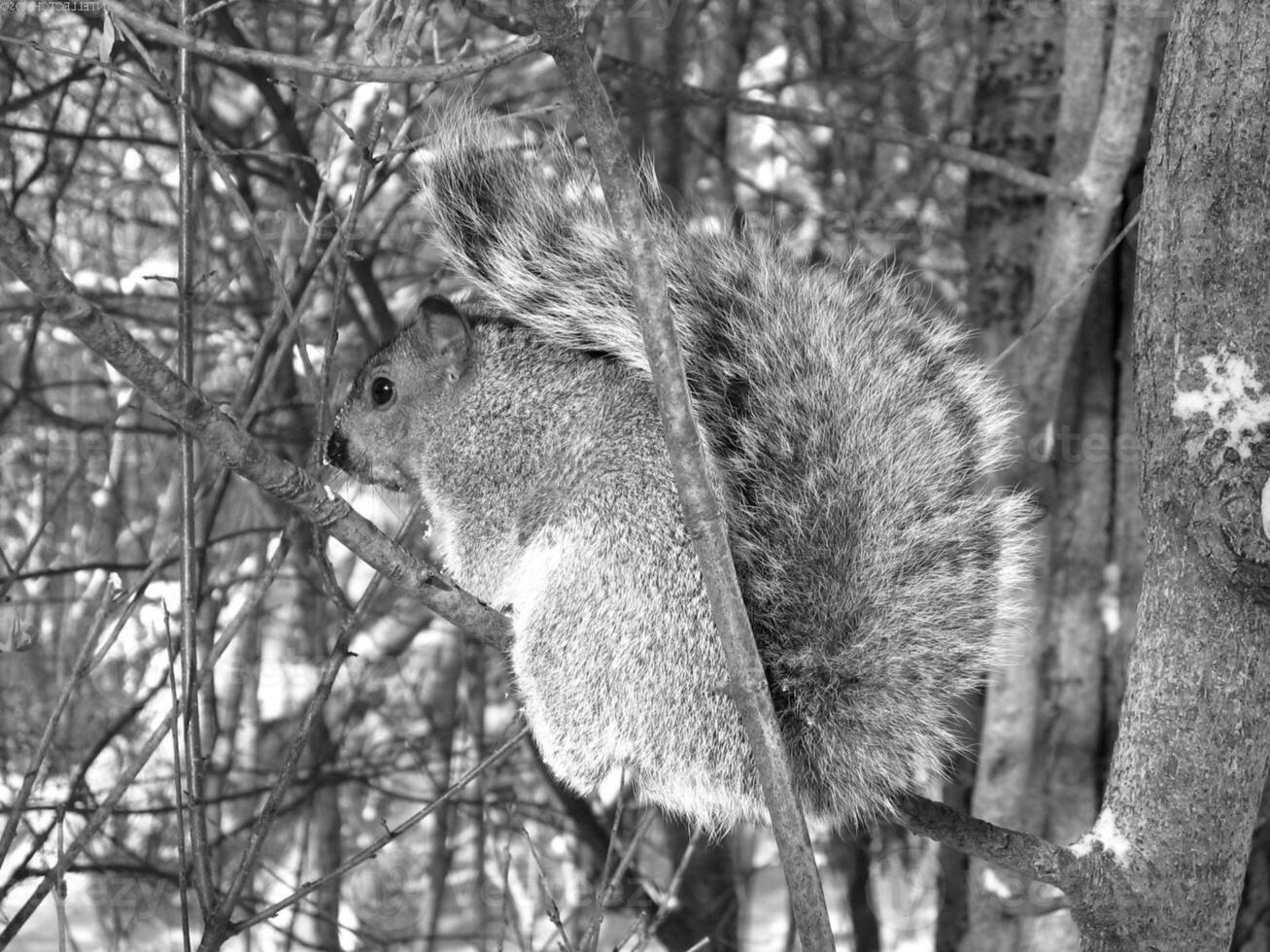 Squirrel resting among tree branches and twigs photo