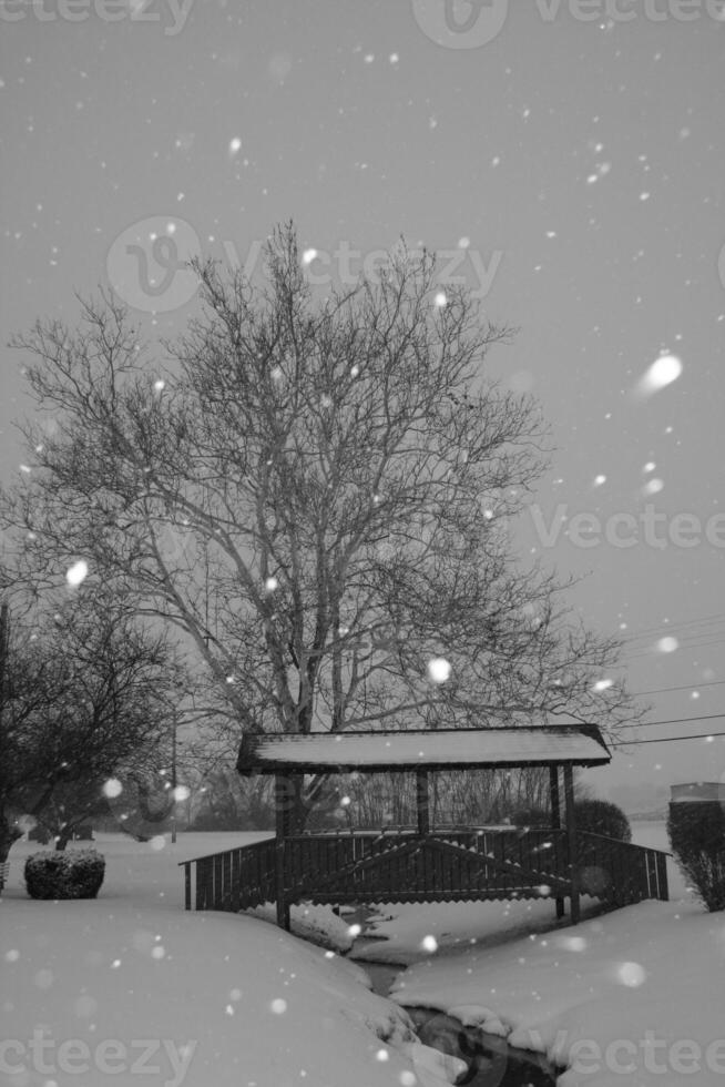 Winter Landscape With Snow Covered Trees photo