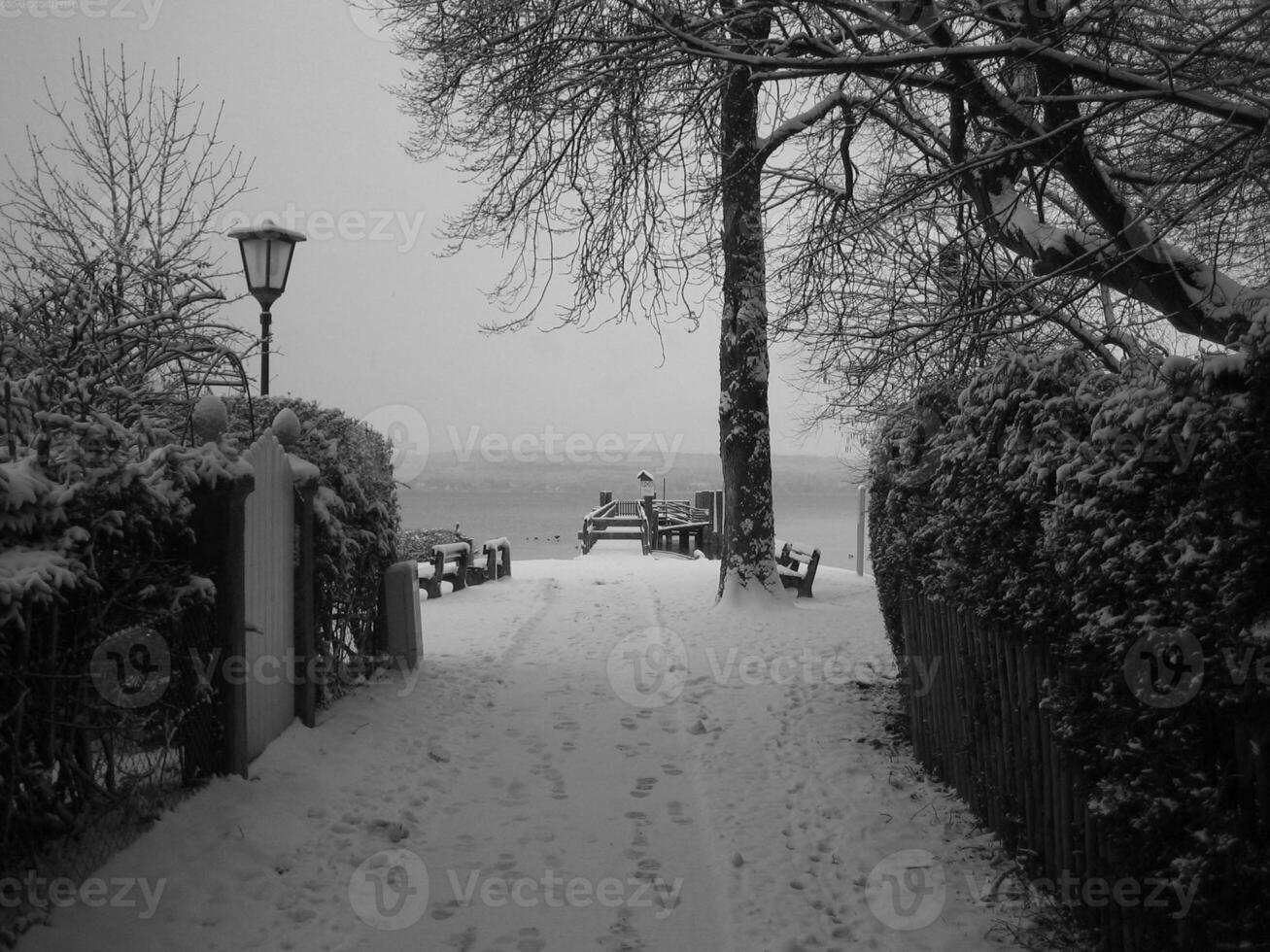 Winter Trees Covered With Snow Background photo