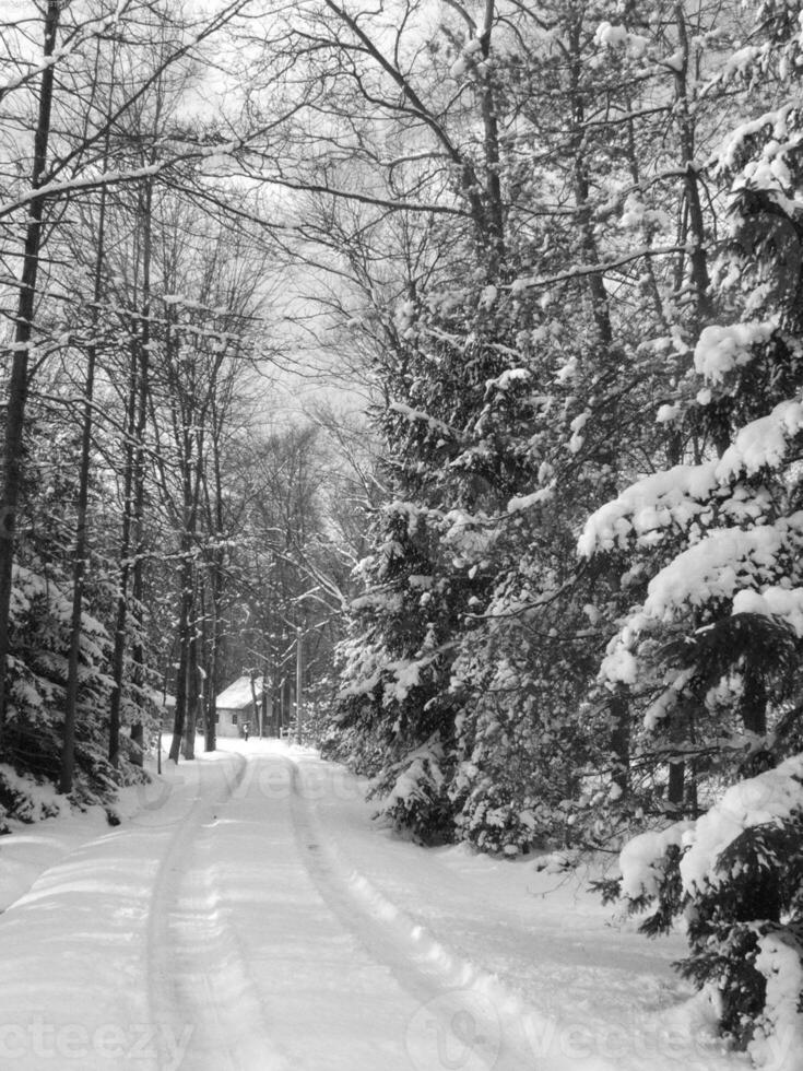 Winter Trees Covered With Snow Background photo