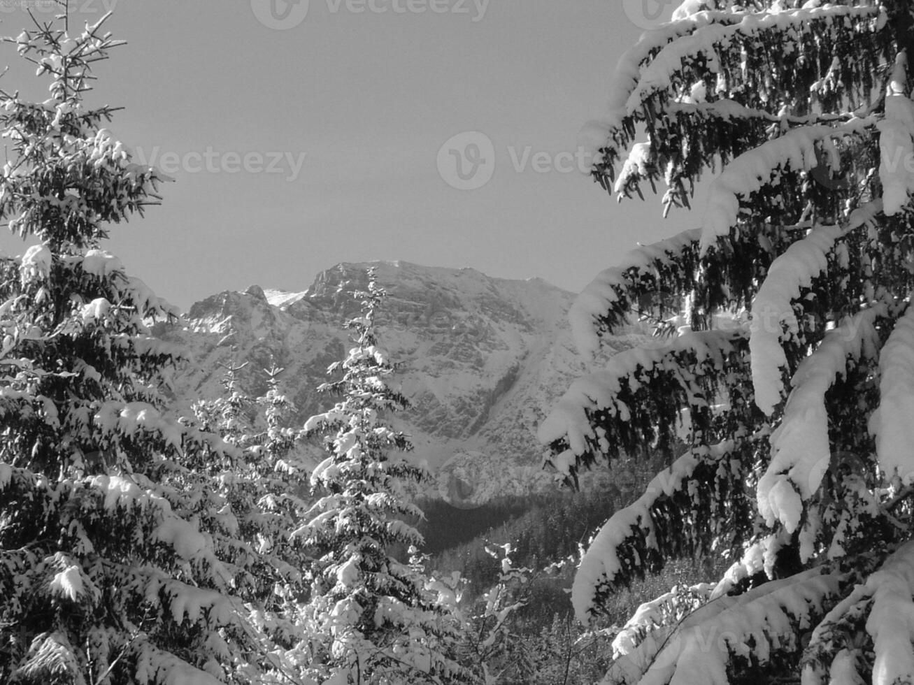 Winter Trees Covered With Snow Background photo