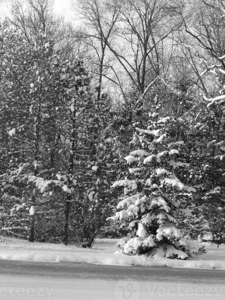 Winter Trees Covered With Snow Background photo