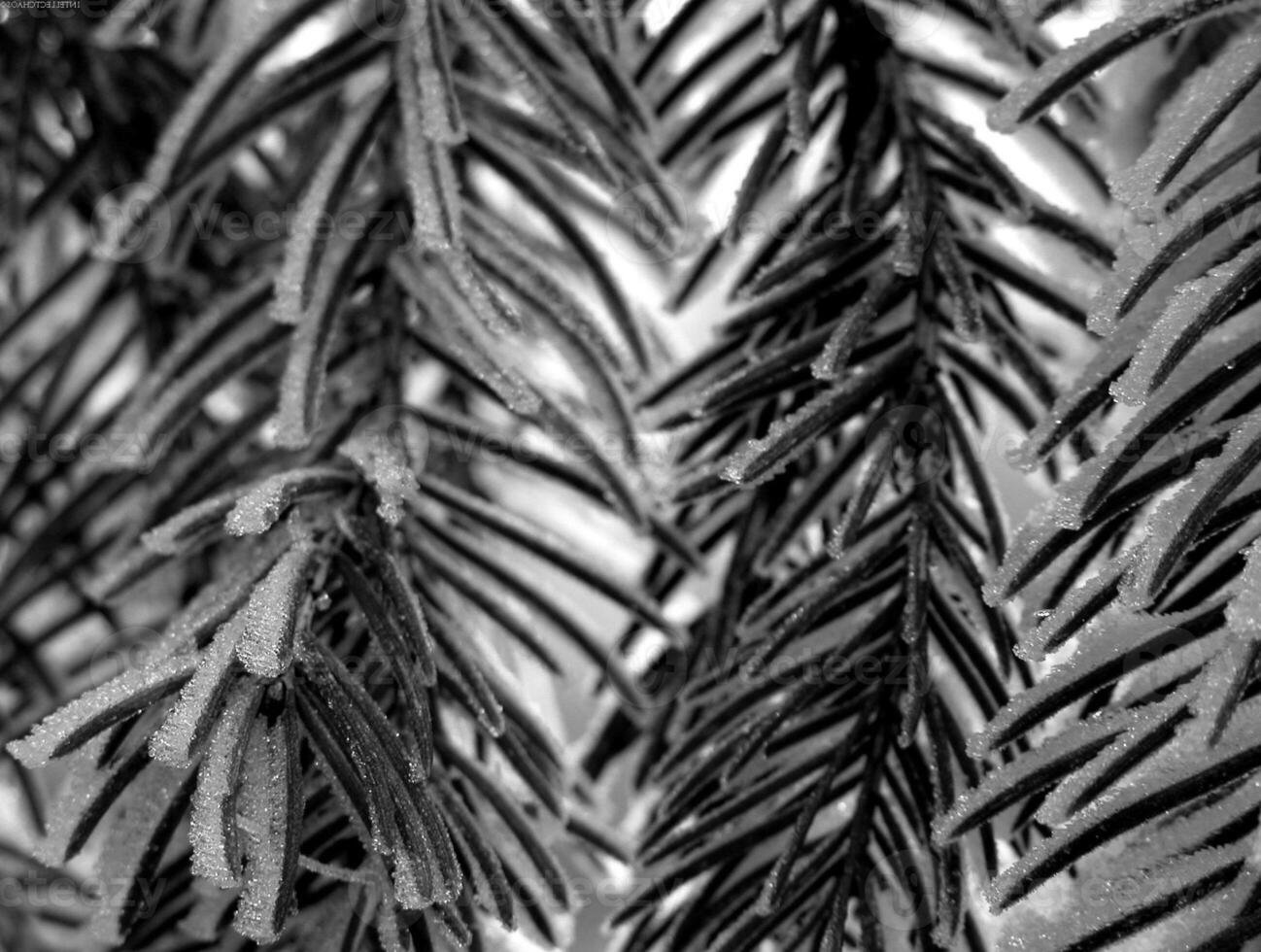 Larch Branches Covered in Snow During Freezing Conditions photo