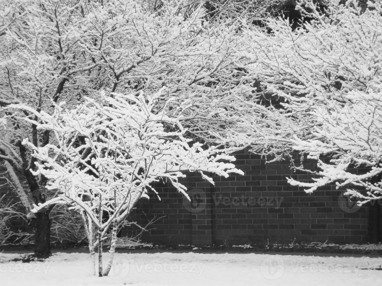 Snow-Covered Plant in Natural Landscape photo