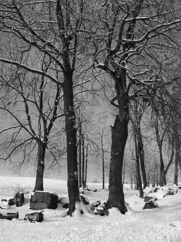 Snowy Landscape with Tree and Sunlight Filtering Through Twigs photo