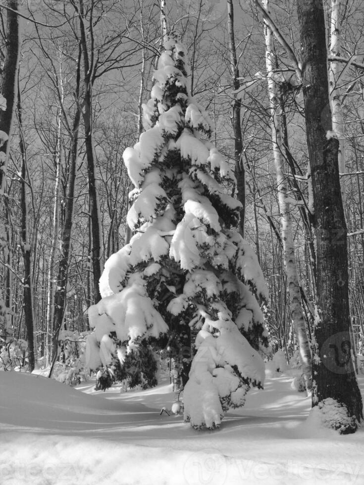 Winter Landscape with Snow-Covered Larch Tree and Branches photo