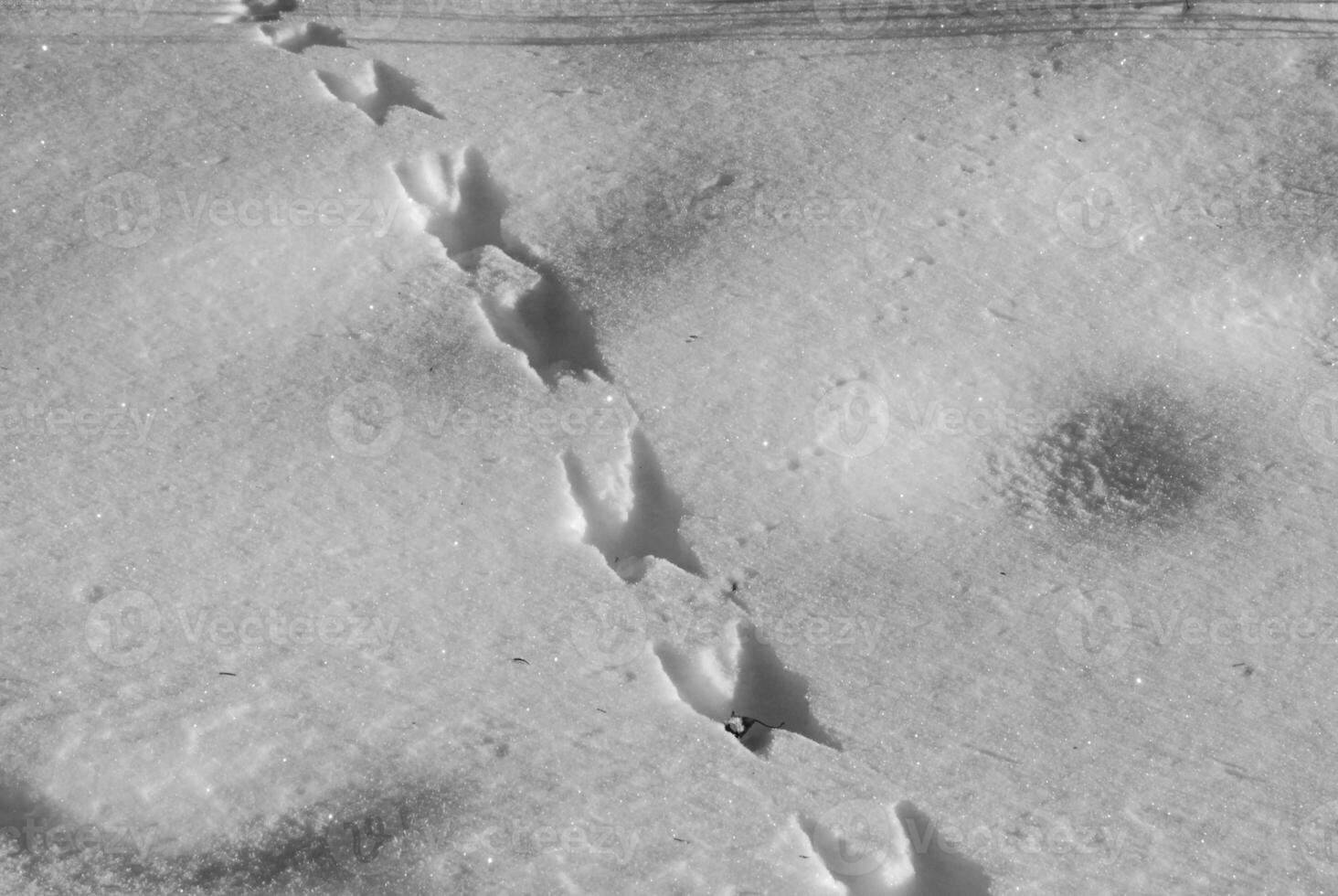 Snowy Natural Landscape with Icy Branches on a Sloping Terrain photo