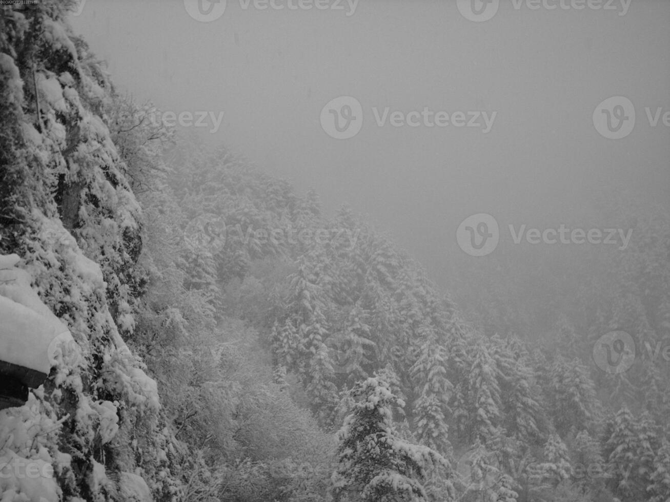 Winter Forest Scene with Snow-Covered Trees and Twigs photo