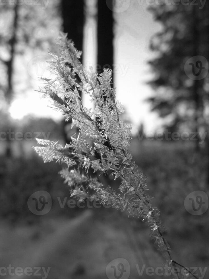 Larch Tree in a Natural Landscape Under the Sky photo