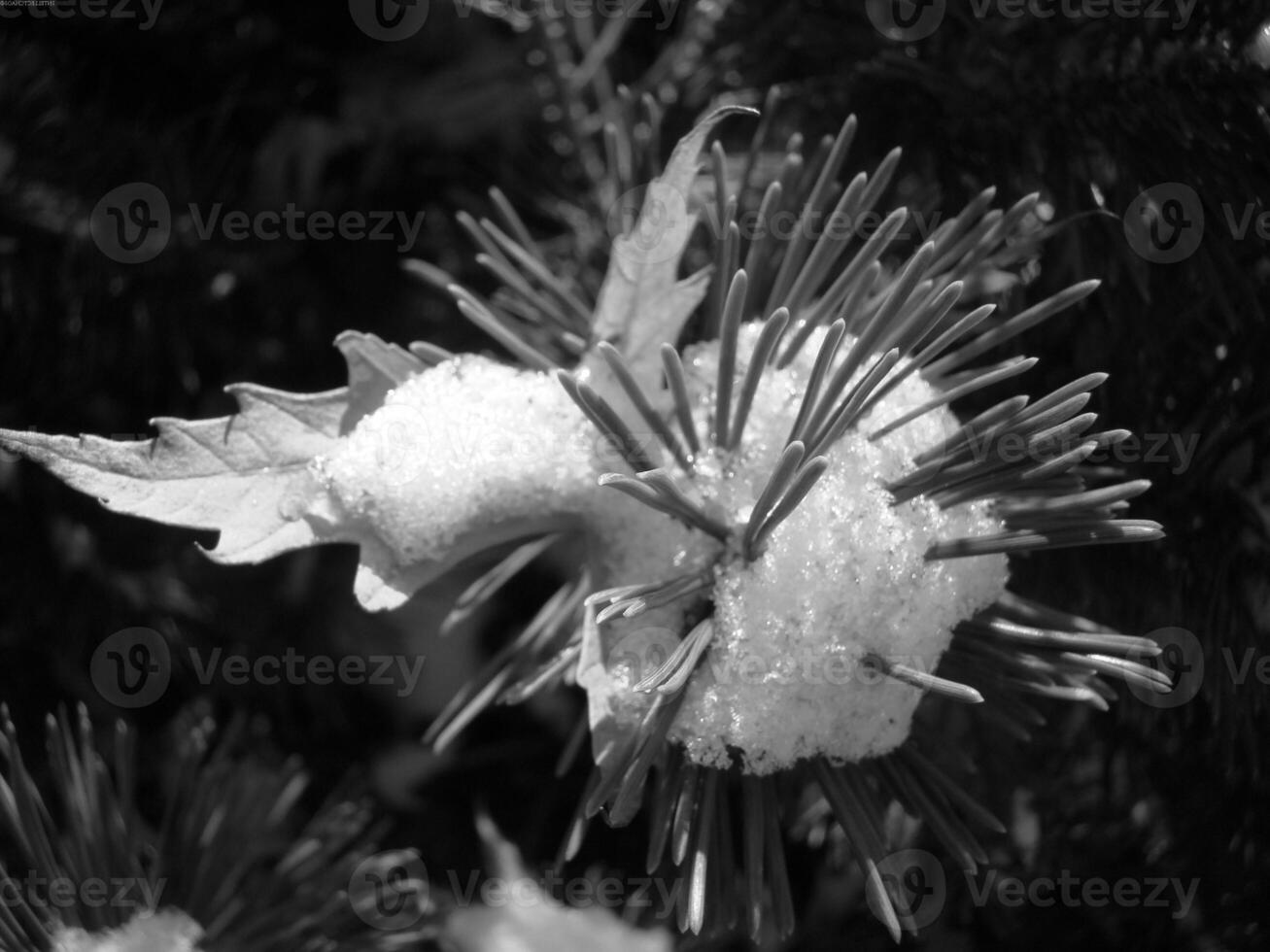 Close-up of an Evergreen Flowering Plant with Petals and Twigs photo