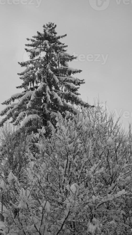 Snowy Larch Tree Under Cloudy Sky in Evergreen Forest photo