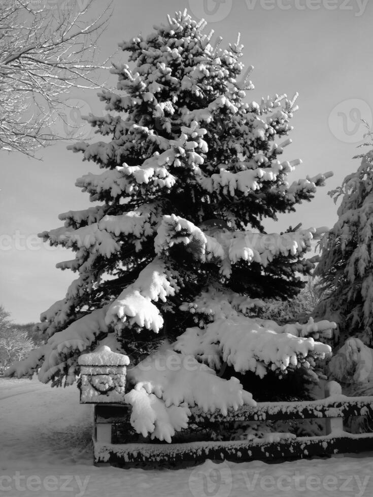 Winter Larch Branch with Snow Against a Cloudy Sky photo