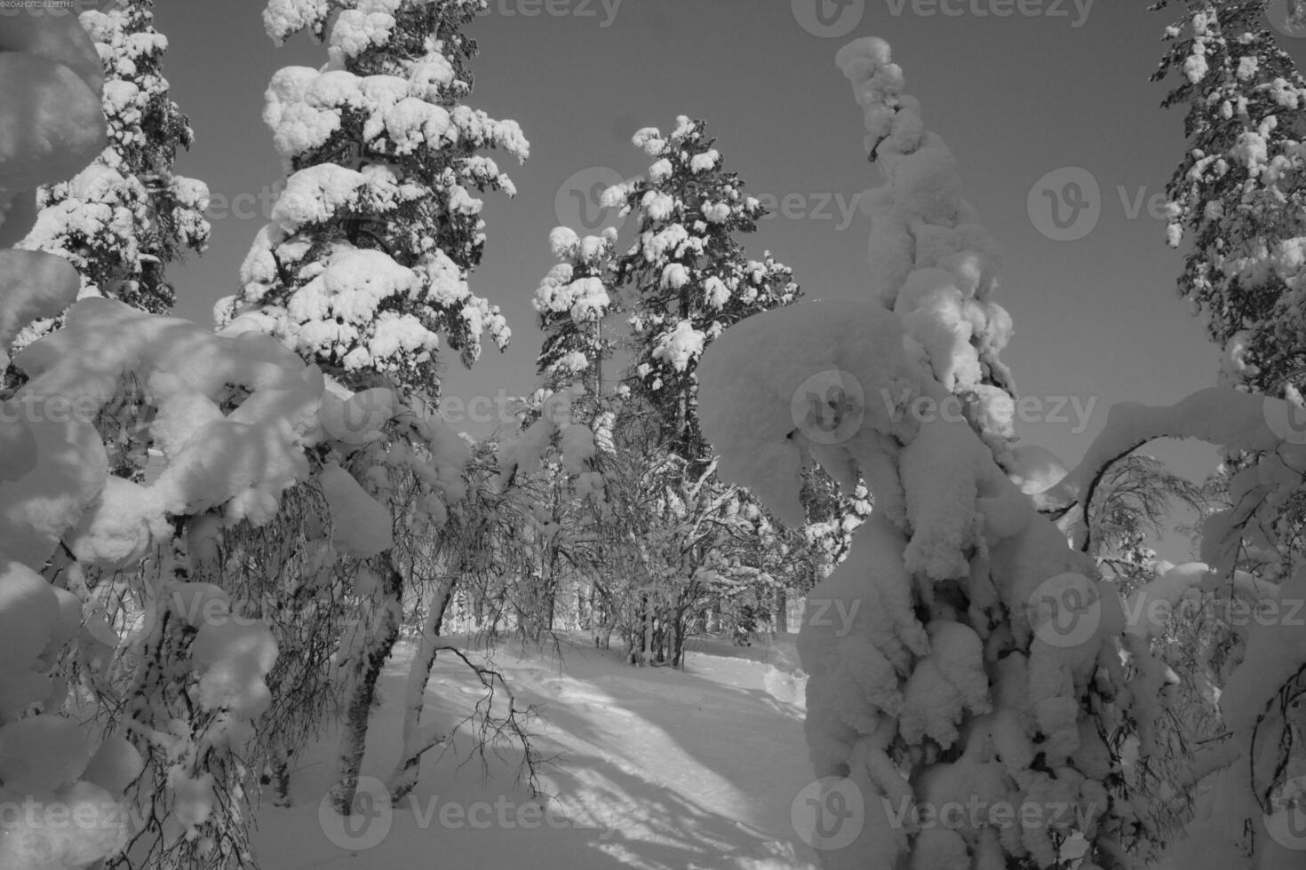 Snowy Evergreen Tree in a Freezing Landscape with Branches and Twigs photo