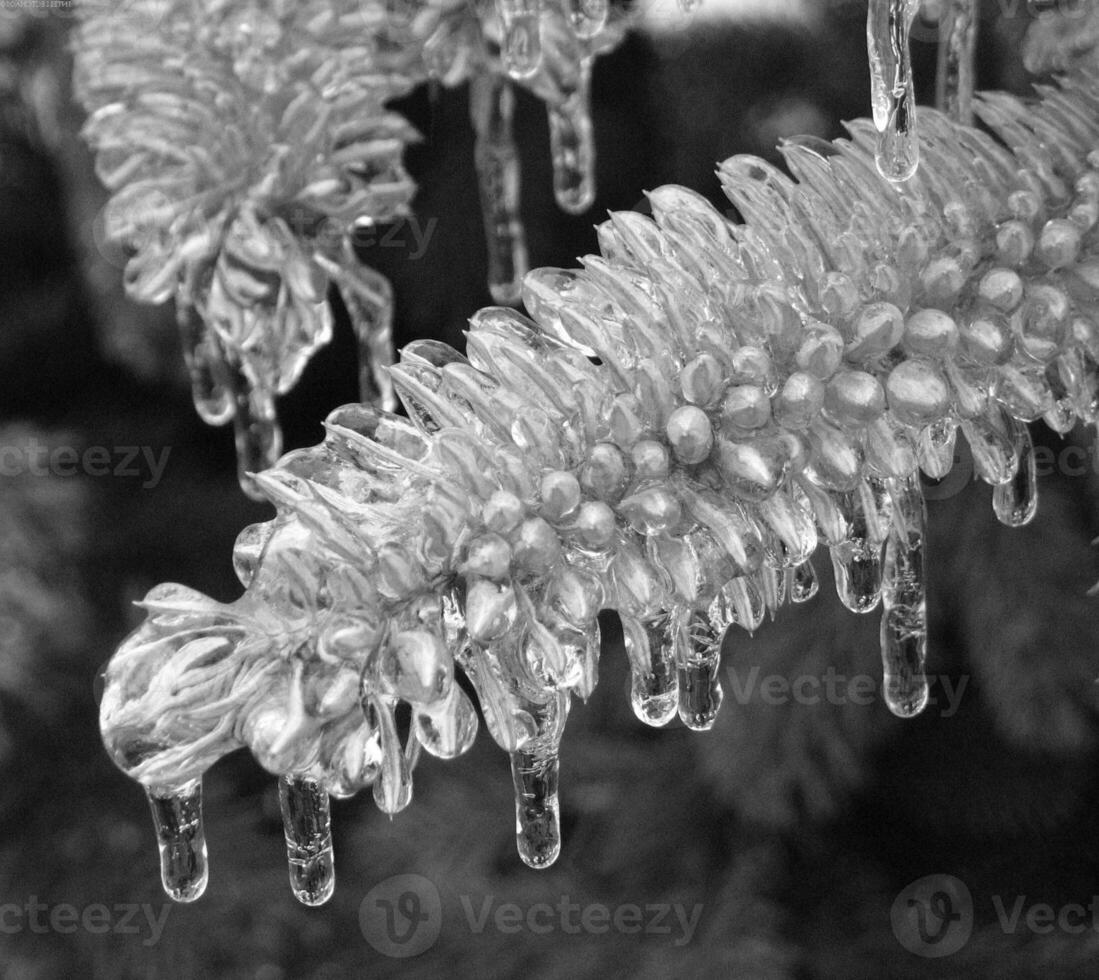 Frozen Plant with Icicles on Branches and Twigs photo