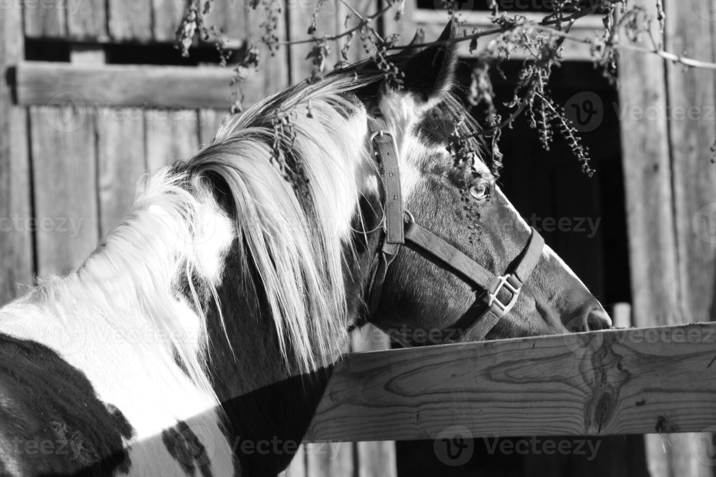Gorgeous horse at a farm close view. Black and white monochrome grayscale photo
