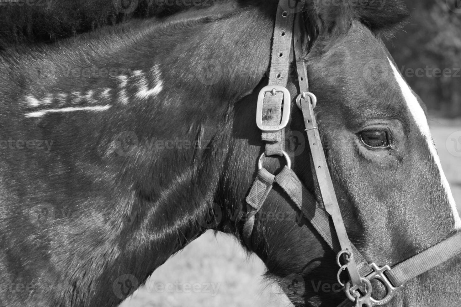 Gorgeous horse at a farm close view. Black and white monochrome grayscale photo