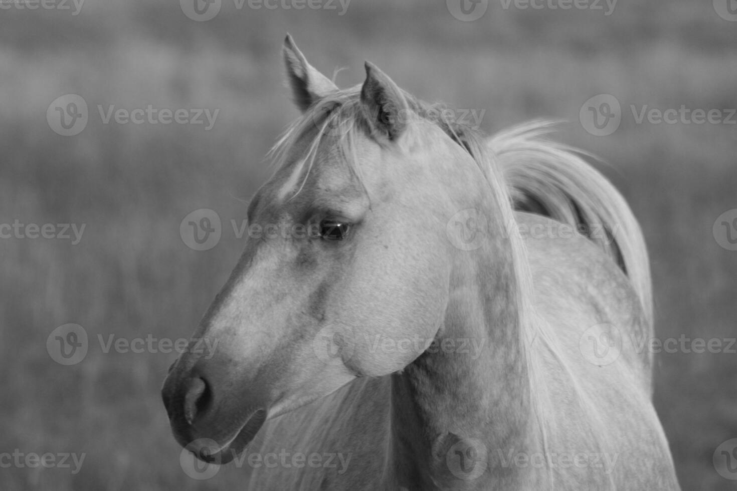 Gorgeous horse at a farm close view. Black and white monochrome grayscale photo