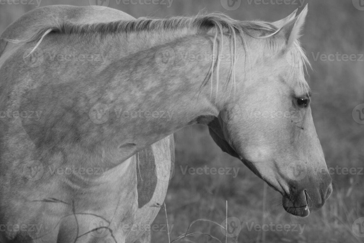 Gorgeous horse at a farm close view. Black and white monochrome grayscale photo