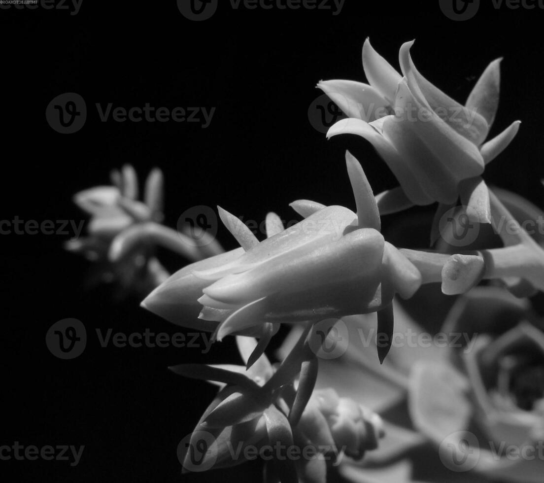 Flower close view background. Spring or summer flowers. Black and white monochrome grayscale photo