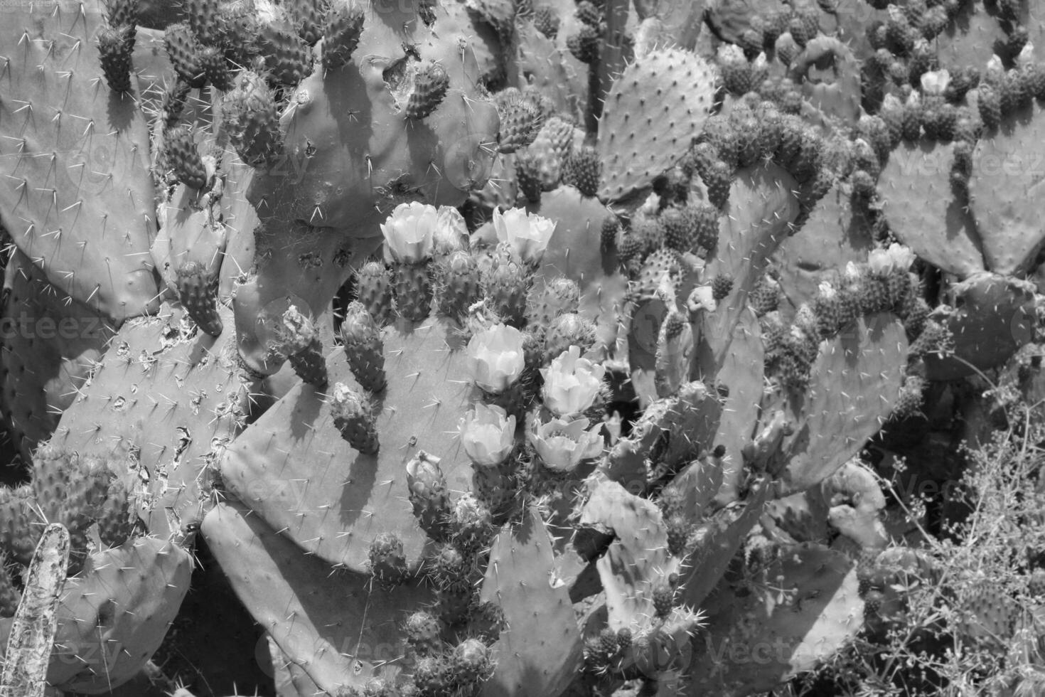 Flower close view background. Spring or summer flowers. Black and white monochrome grayscale photo