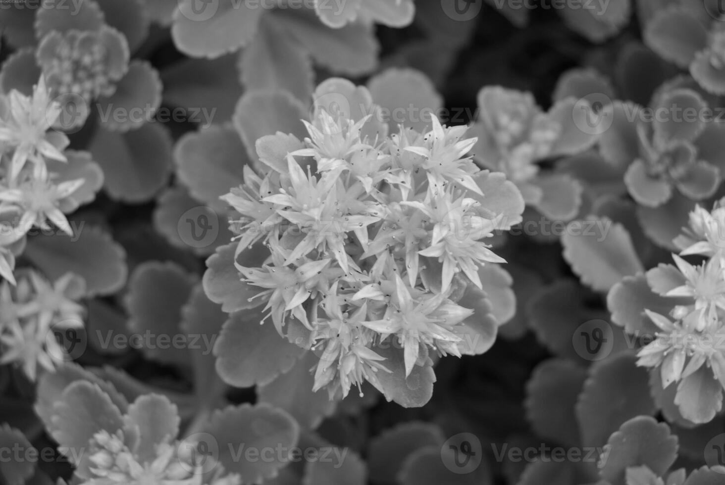 Flower close view background. Spring or summer flowers. Black and white monochrome grayscale photo