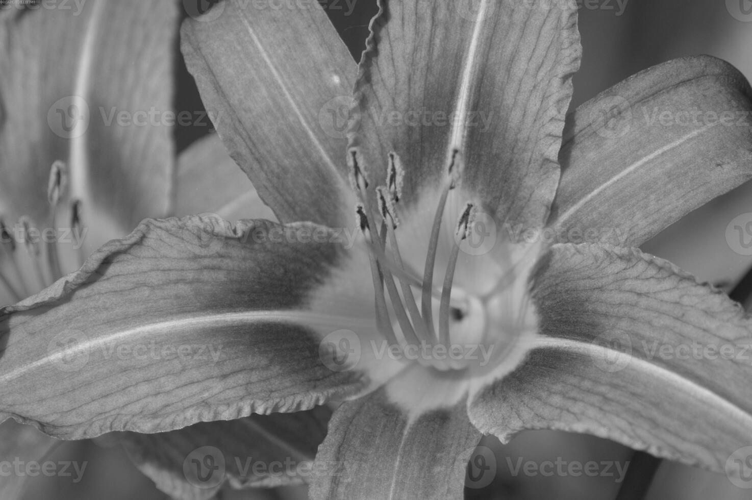 Flower close view background. Spring or summer flowers. Black and white monochrome grayscale photo