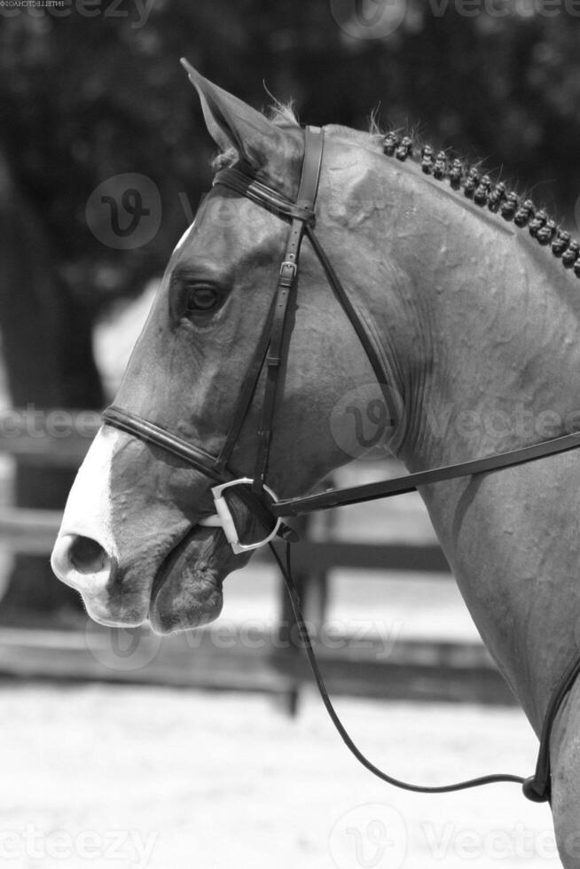 Gorgeous horse at a farm close view. Black and white monochrome grayscale photo
