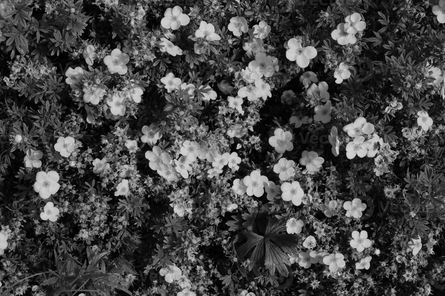 Flower close view background. Spring or summer flowers. Black and white monochrome grayscale photo