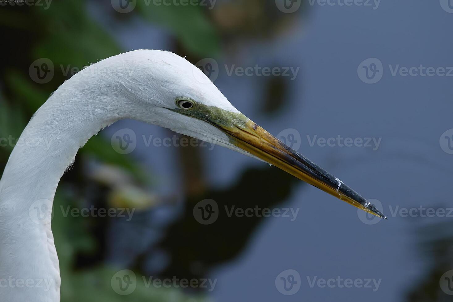 Bird in its natural habitat close view, bird background photo
