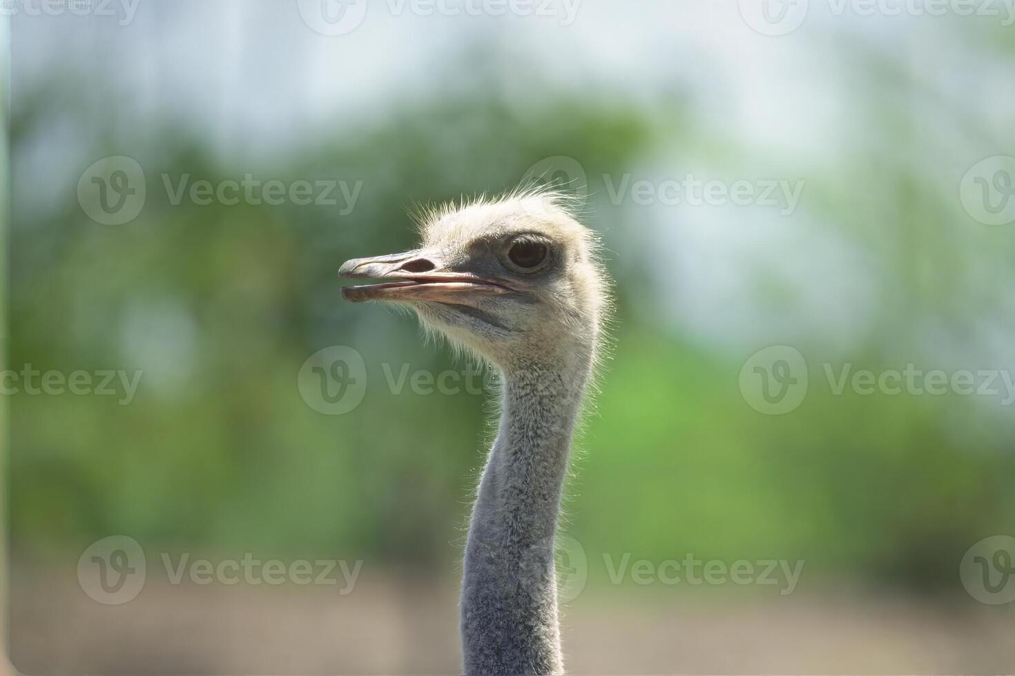 Bird in its natural habitat close view, bird background photo