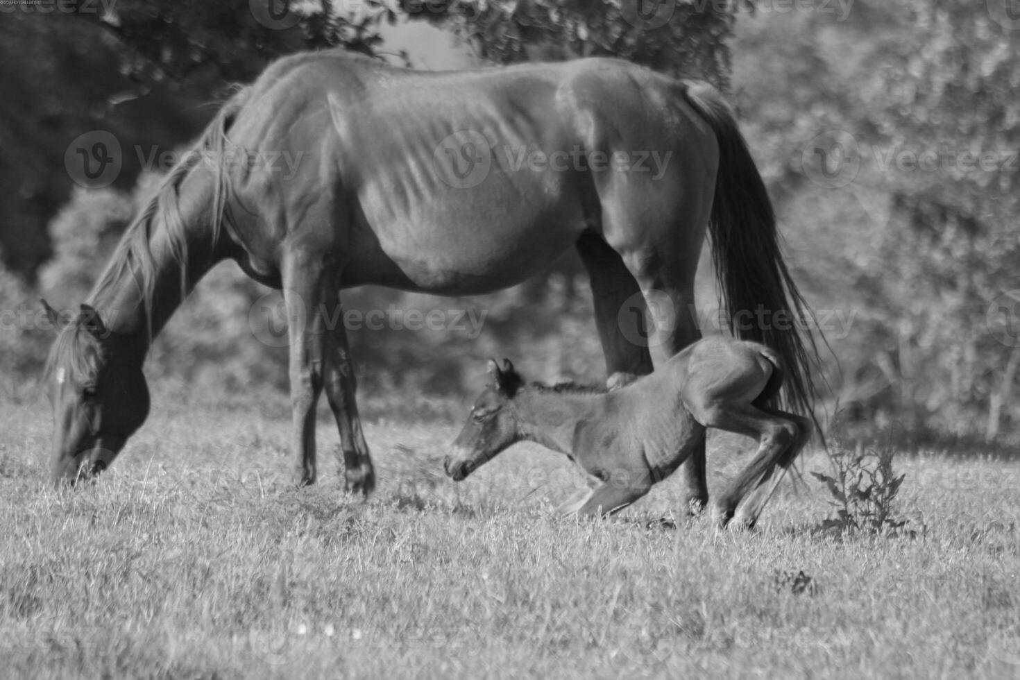 Gorgeous horse at a farm close view. Black and white monochrome grayscale photo