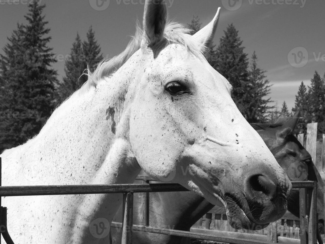Gorgeous horse at a farm close view. Black and white monochrome grayscale photo