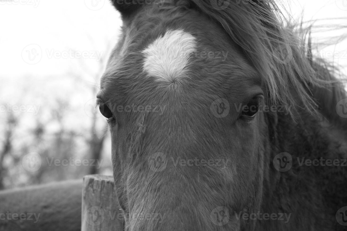 Gorgeous horse at a farm close view. Black and white monochrome grayscale photo