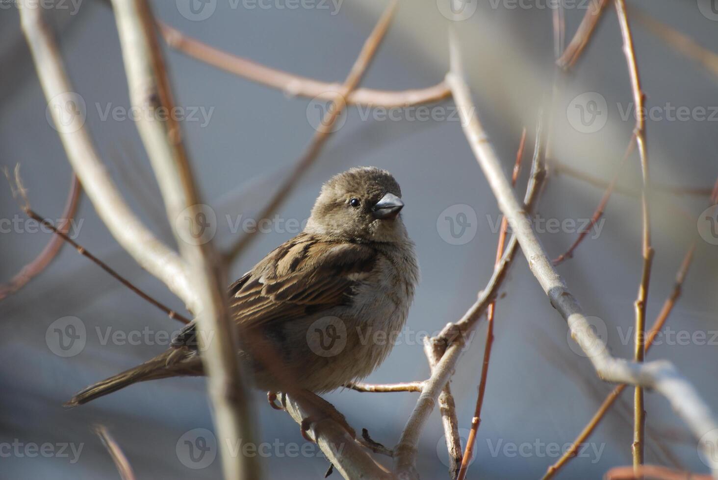 Bird in its natural habitat close view, bird background photo