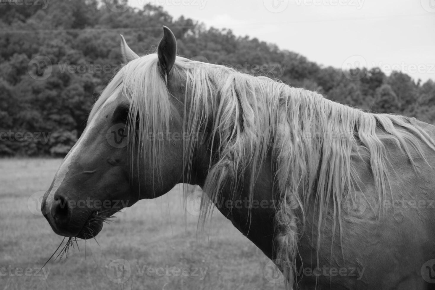 Gorgeous horse at a farm close view. Black and white monochrome grayscale photo