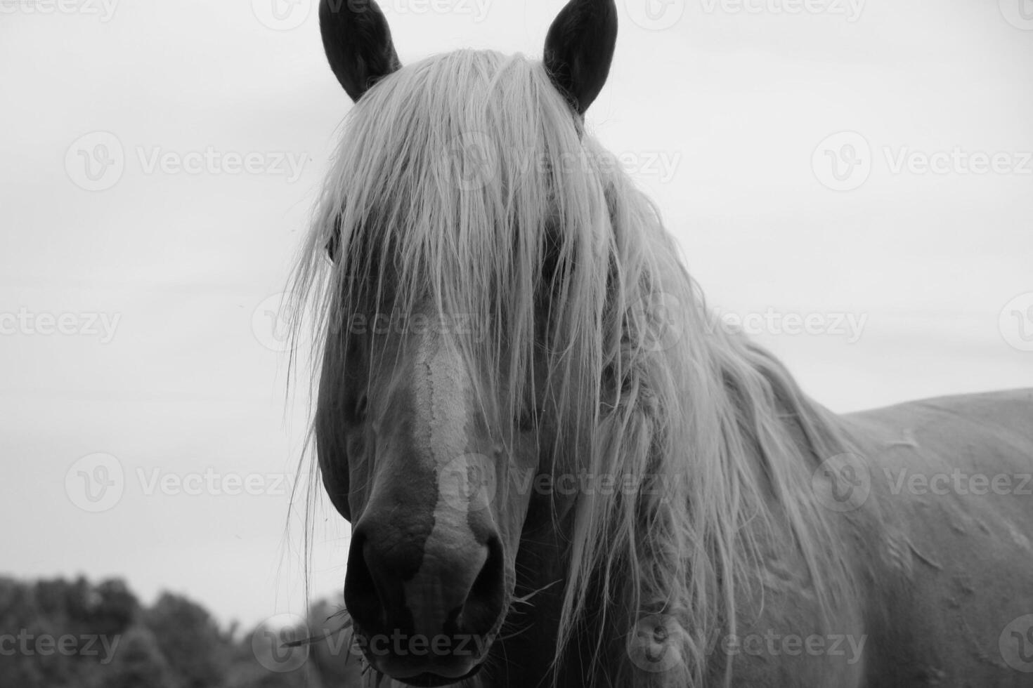 Gorgeous horse at a farm close view. Black and white monochrome grayscale photo