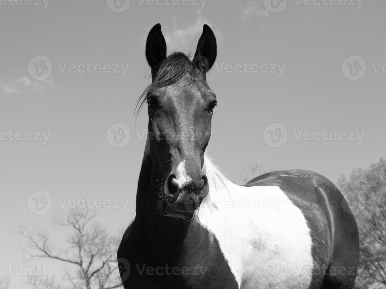 Gorgeous horse at a farm close view. Black and white monochrome grayscale photo