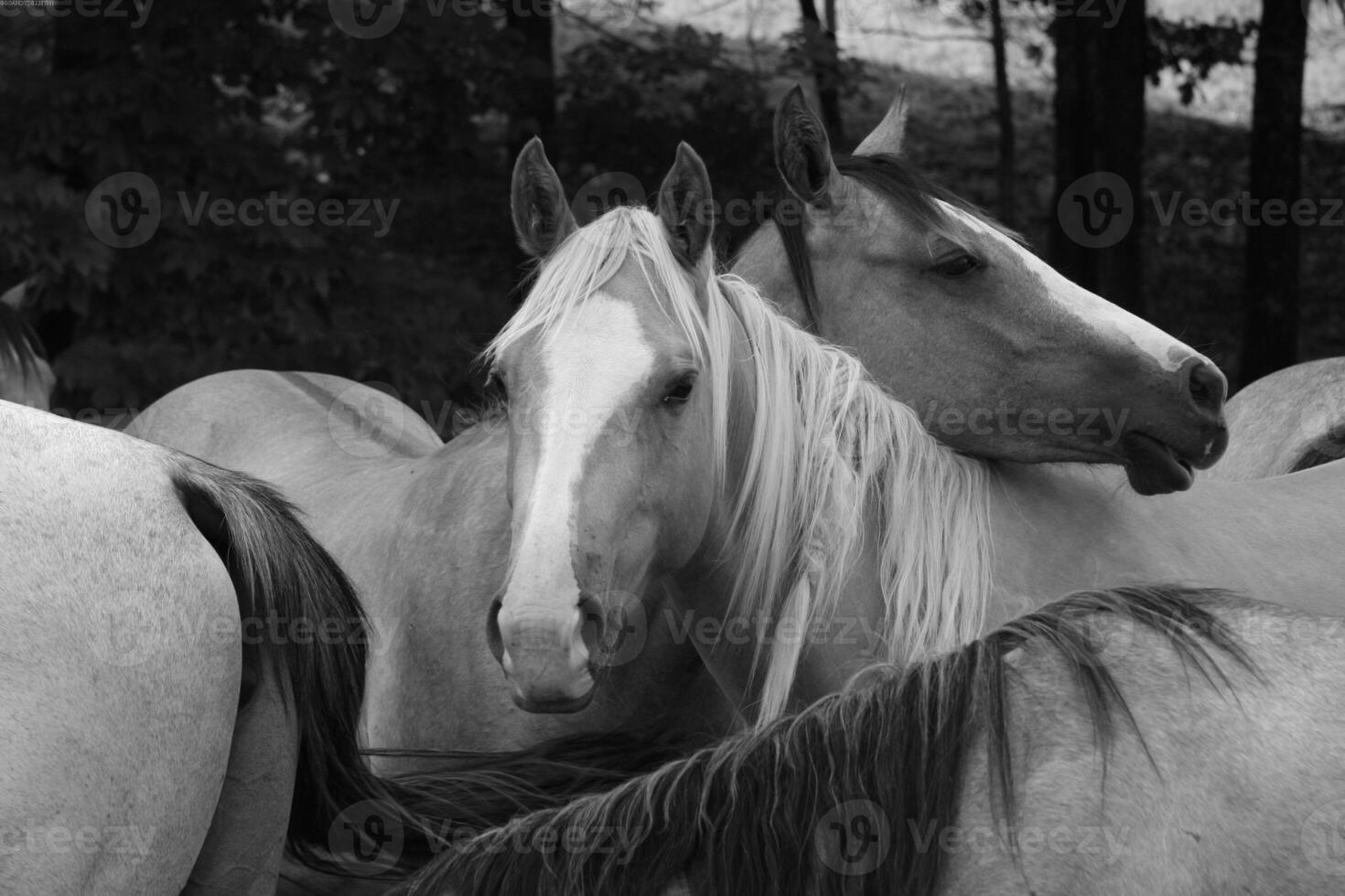 Gorgeous horse at a farm close view. Black and white monochrome grayscale photo